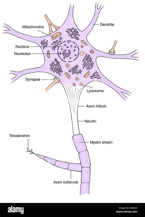 Axon Diagram Unlabeled