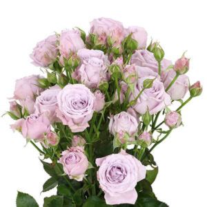 Sterling Sensation Spray Roses Florabundance Wholesale Flowers