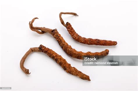 Cordyceps Sinesis Yartsa Gunbu Yarsagumba Himalayan Gold Nepal Isolated