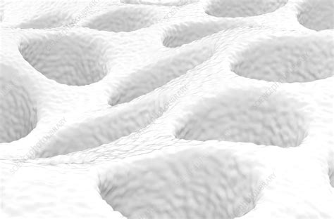 Dentine Illustration Stock Image F0405921 Science Photo Library