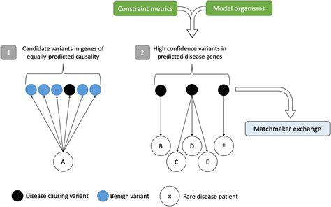 Frontiers Strategies To Uplift Novel Mendelian Gene Discovery For