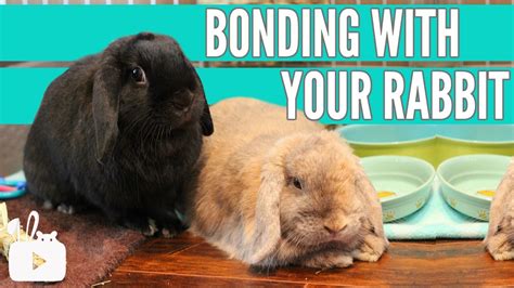 How To Bond With Your Rabbit 🐰 Youtube