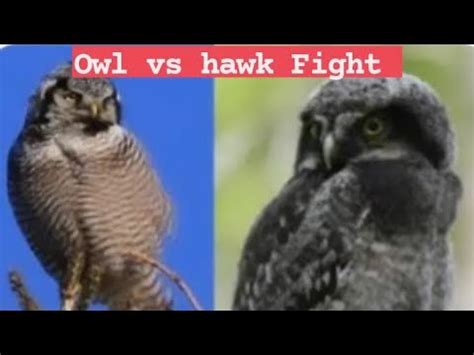 Owl Vs Hawk Owl Vs Hawk Fight Hawk Vs Owl Who Would Win Hawk And Owl