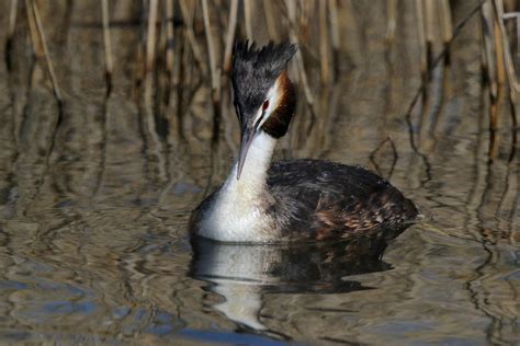 Great Crested Grebe 9p1a4690a Another Hand Held Grab Shot Flickr