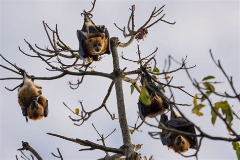 Flying Foxes Adorable Name Won T Save Them From Extinction Threats The Verge