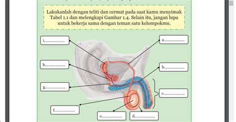 Rangkuman Ipa Kelas 9 Bab 1 Sistem Reproduksi Manusia Pimento