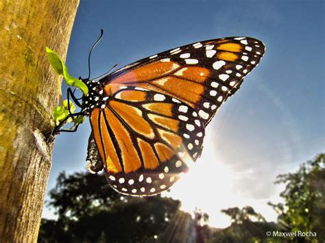 Insetologia Identificação de insetos Borboleta Monarca no Rio de Janeiro