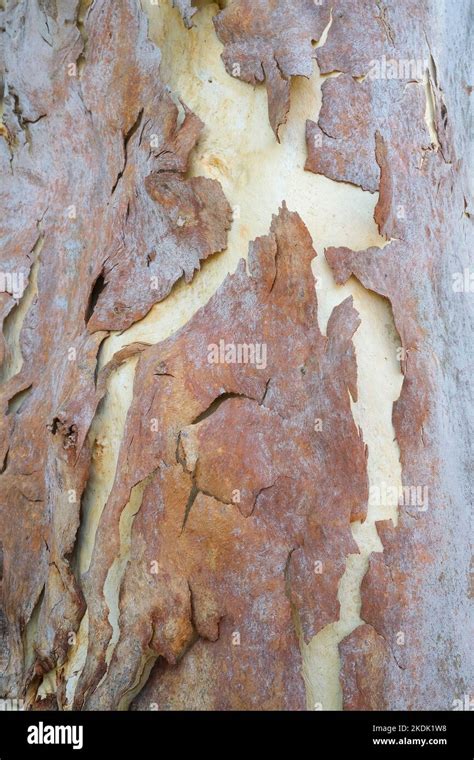 Gum Tree peeling bark Stock Photo - Alamy