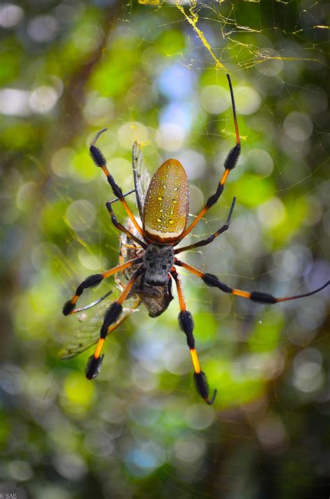 Massive Banana Spider Nephila Clavipes Eating A Cicada Miami Fl