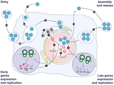 Model Of The Bk And Jc Polyomavirus Life Cycle Infection Begins