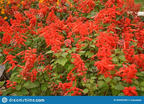 Salvia Flores Hermosas Flores Rojas Ramo De Flores Y Hojas Verdes Foto