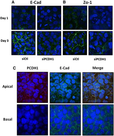 Protocadherin Pcdh Knockdown In Airway Epithelial Cells Inhibits