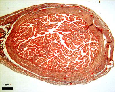 Female reproductive system: The Histology Guide