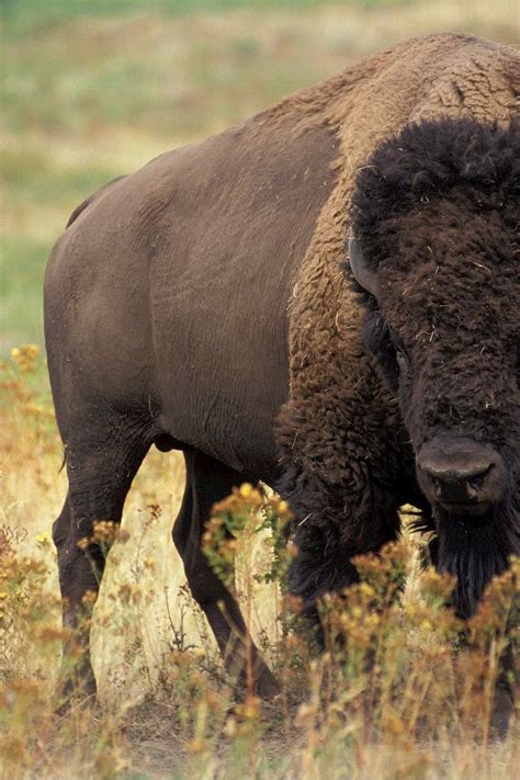 large bison american animals animals bison photo