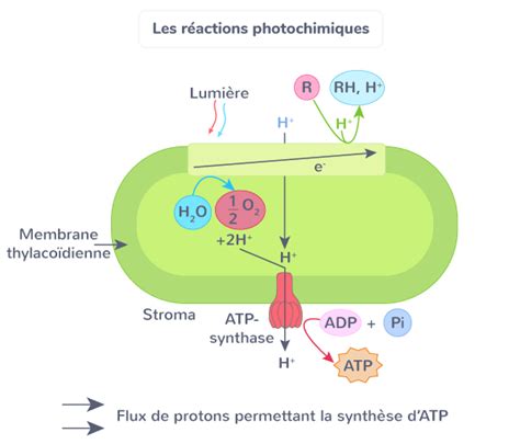 La Plante Productrice De Mati Re Organique Tle Cours Svt Kartable