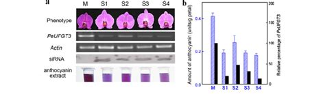 Anthocyanin Accumulation In Mock And Peufgt3 Suppressed Phalaenopsis