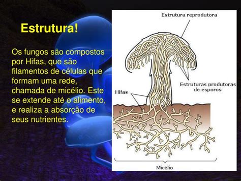 Ppt Característica Dos Fungos Powerpoint Presentation Id2263017