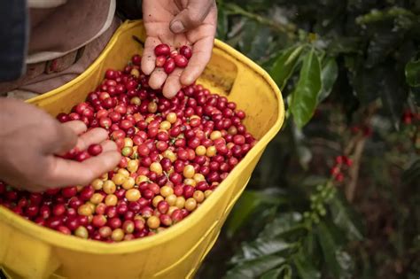 ECONOMÍA COLOMBIANA Características y avances de su producción