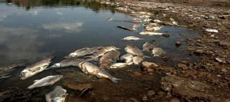 Miles De Peces Aparecen Muertos En El Río Salt Fork Oklahoma