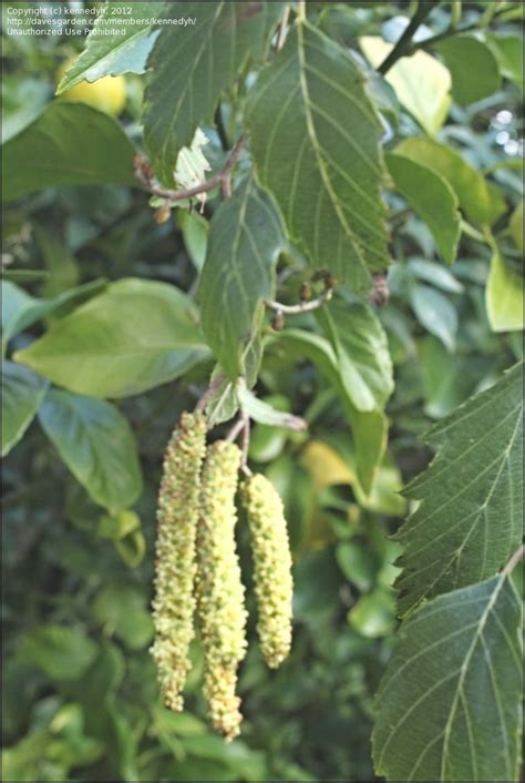 Evergreen Alder Tree Australia Informacionpublicasvetgobgt