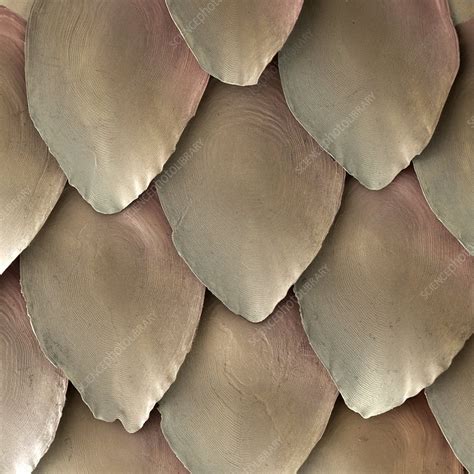 Salmon Scales Sem Stock Image C0024933 Science Photo Library