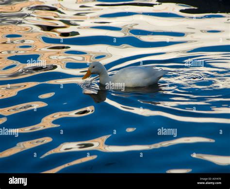 Domestic Duck Reflections Stock Photo Alamy