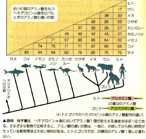 高校生物：系統と分類