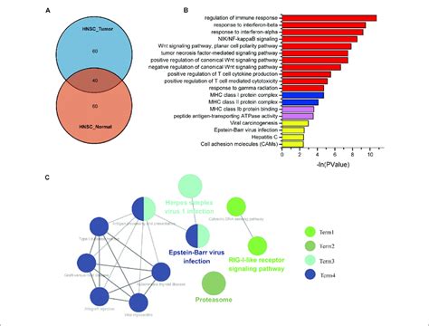 The Biological Process Associated With IFI44 In Head And Neck