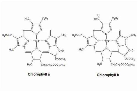 mcolsoqo: Chlorophyll Absorption Spectrum