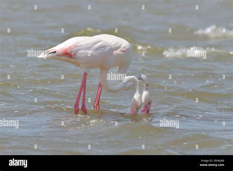 GREATER FLAMINGO PHOENICOPTERUS ROSEUS Stock Photo Alamy