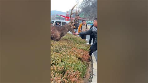 Roe Deer Strolls Through Central Lawn Attracts Citizens In Northeast