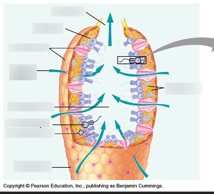 Sponges Phylum Porifera Diagram Quizlet