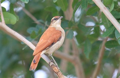 Foto Casaca De Couro Da Lama Furnarius Figulus Por Lindolfo Souto