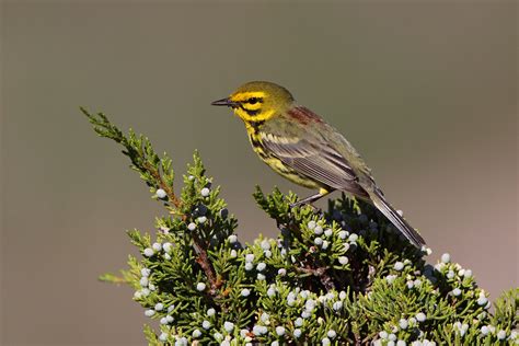 Photo Of Prairie Warbler Photography By Russ Chantler