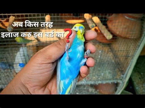 Budgies Parrot Ho Gaya Bimar Sukhadi Ka Ilaaj Or Konsi Pato Ka Hame