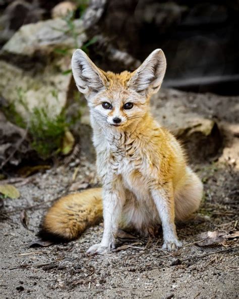 Hot Week! Fennec Foxes Thrive With Their Mighty Ears - Fresno Zoo Zoo Guide