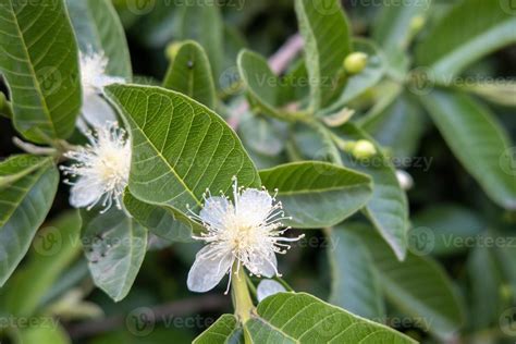 Psidium Guajava Flower