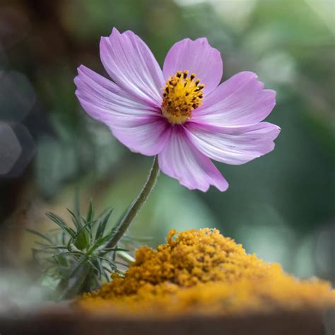 Le Pollen De Fleurs Tr Sor De La Ruche