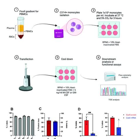 Crispr Cas9 Mediates Genome Editing In Primary Human Monocytes A Download Scientific Diagram