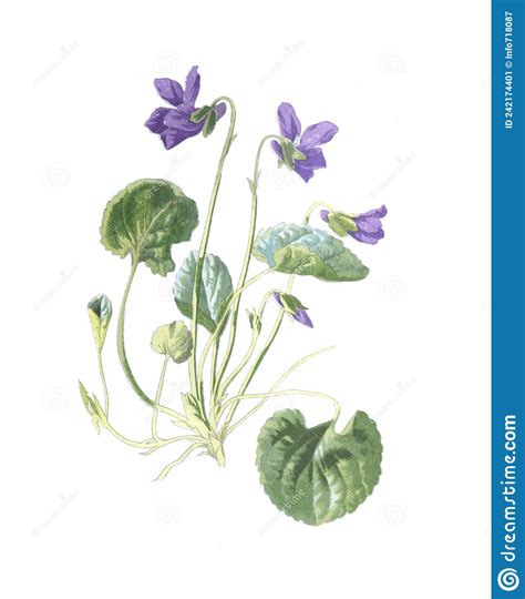 Viola Odorata or Wood Violet Flower. Hand Drawn Illustration. Sweet ...