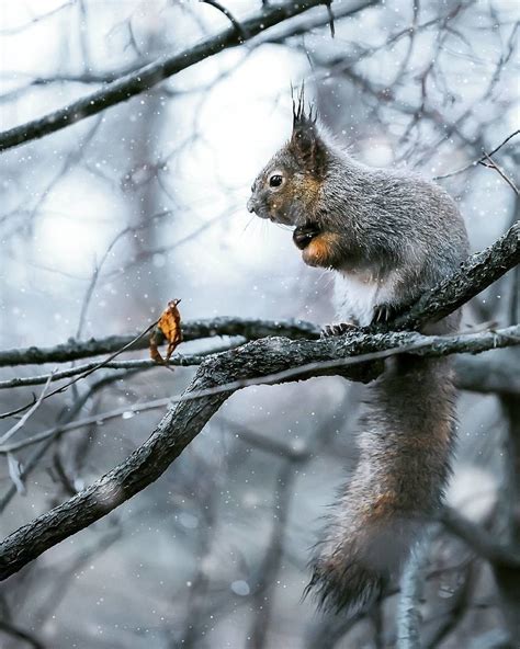 Finnish Photographer Captures The Fairytale Beauty Of Forest Life