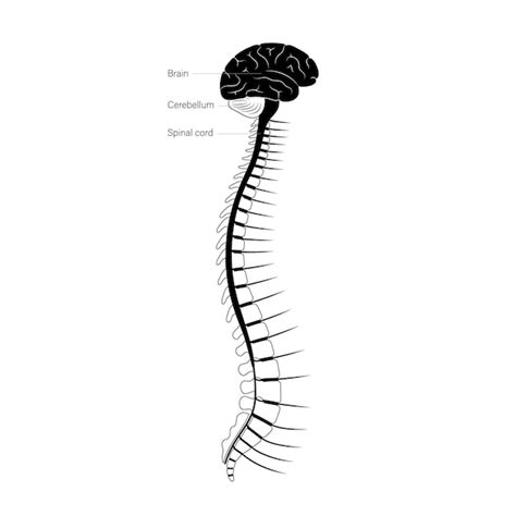 Anatomia Da Medula Espinhal Vetor Premium