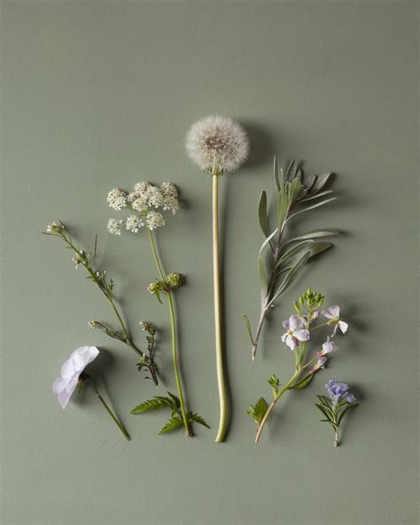 Fine Art Photography Inspired By Nature And Gardens Modern Botanical Art