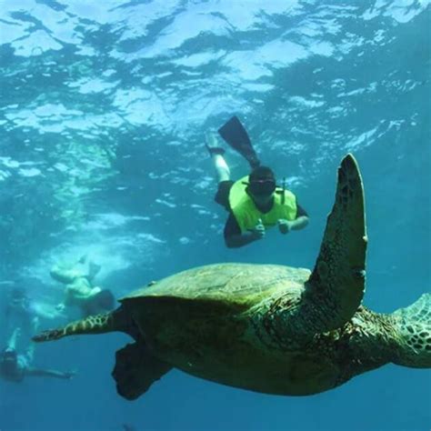 Turtle Snorkeling Tours near Waikiki - Hawaii Travel Guide