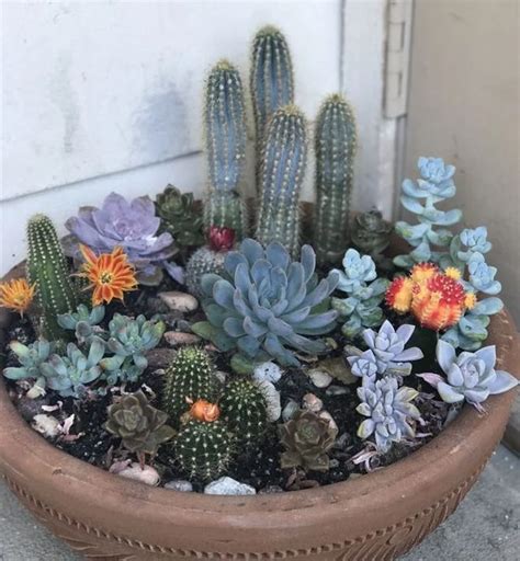 Az összes bejegyzés Instagram Mini cactus garden Succulent garden