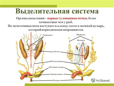 Презентация на тему: "Общая характеристика класса Земноводные (Амфибии ...