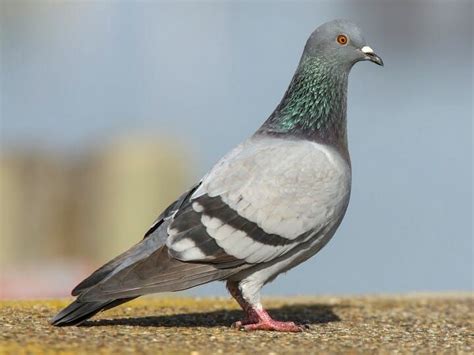 Rock Pigeon Large Pigeon Species Worldwide