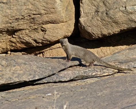 Cape Gray Mongoose Facts Diet Habitat And Pictures On Animaliabio