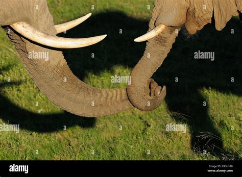 African Elephant Loxodonta Africana Elephant Elephants Mammals