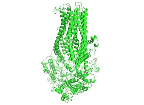 Cftr Cf Transmembrane Conductance Regulator Bioinformatics For Dentistry